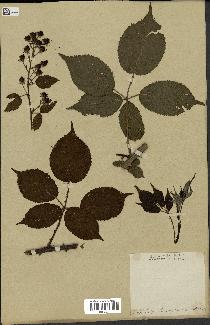 spécimen de Rubus sulcatus