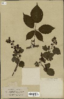 spécimen de Rubus sulcatus