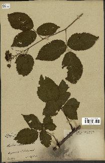 spécimen de Rubus sulcatus