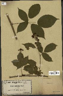 spécimen de Rubus sulcatus