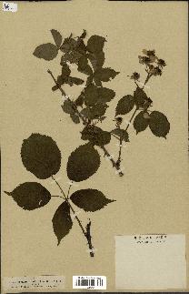 spécimen de Rubus sulcatus