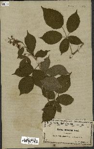 spécimen de Rubus sulcatus