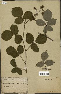 spécimen de Rubus sprengelii