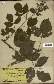 spécimen de Rubus sprengelii