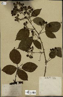 spécimen de Rubus silvaticus