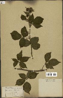 spécimen de Rubus silvaticus