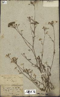 spécimen de Torilis arvensis