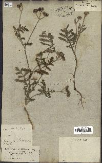 spécimen de Turgenia latifolia