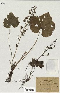 spécimen de Aconitum lycoctonum