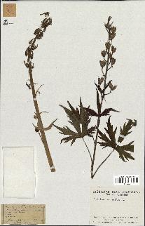 spécimen de Aconitum napellus