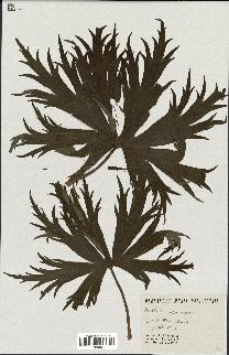 spécimen de Aconitum lycoctonum