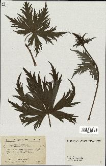 spécimen de Aconitum lycoctonum