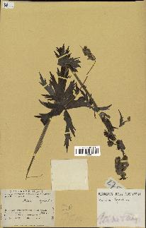 spécimen de Aconitum lycoctonum