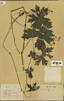 spécimen de Aconitum lycoctonum