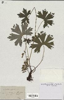 spécimen de Aconitum lycoctonum