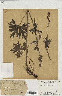 spécimen de Aconitum lycoctonum