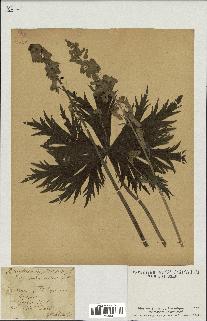 spécimen de Aconitum lycoctonum