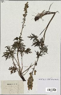 spécimen de Aconitum lycoctonum