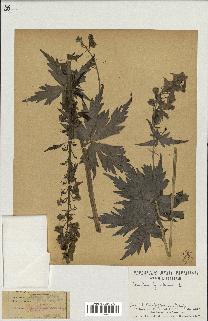 spécimen de Aconitum lycoctonum