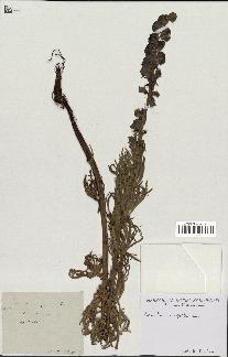 spécimen de Aconitum napellus