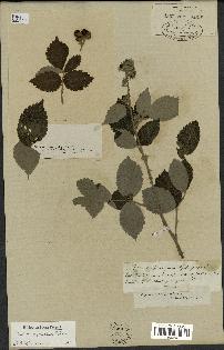 spécimen de Rubus apetalus