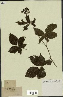 spécimen de Rubus sp.