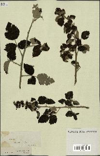 spécimen de Rubus sp.