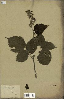 spécimen de Rubus sp.