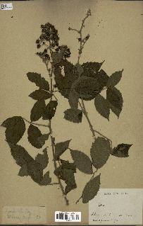 spécimen de Rubus sp.