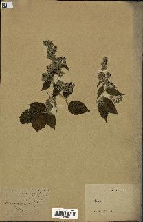 spécimen de Rubus sp.