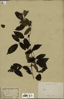 spécimen de Rubus sp.