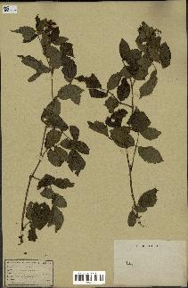 spécimen de Rubus sp.