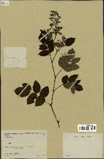 spécimen de Rubus sp.