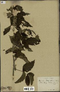 spécimen de Rubus sp.