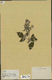 spécimen de Rubus sp.