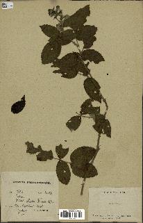 spécimen de Rubus sp.