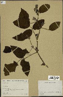 spécimen de Rubus sp.