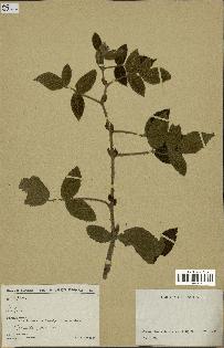 spécimen de Rubus sp.