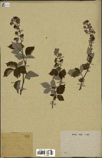 spécimen de Rubus sp.