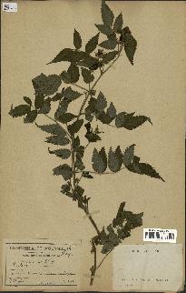spécimen de Rubus sp.