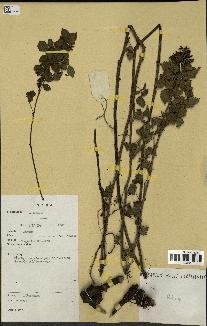 spécimen de Rubus sp.