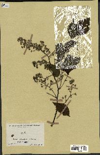 spécimen de Rubus sp.