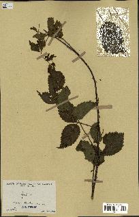 spécimen de Rubus sp.