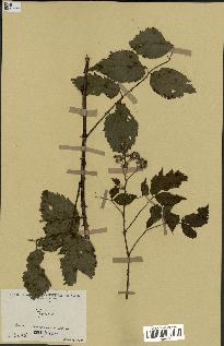 spécimen de Rubus sp.
