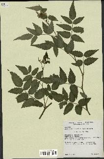 spécimen de Rubus rosifolius