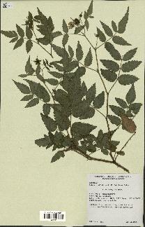 spécimen de Rubus rosifolius