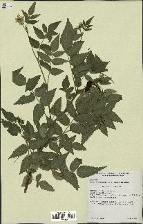 spécimen de Rubus rosifolius