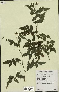 spécimen de Rubus rosifolius