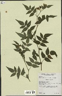 spécimen de Rubus rosifolius