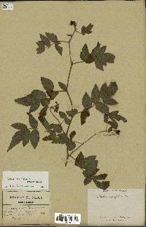 spécimen de Rubus rosifolius